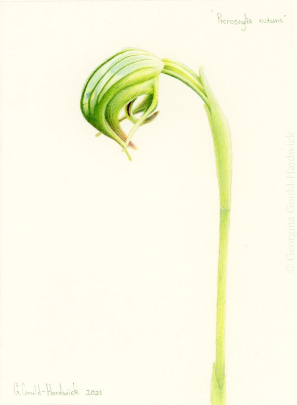 SOLD. Georgina Gould-Hardwick, Pterostylis nutans (Nodding Greenhood Orchid), 2021, coloured pencil on fabriano paper, 160mm x 200mm. 