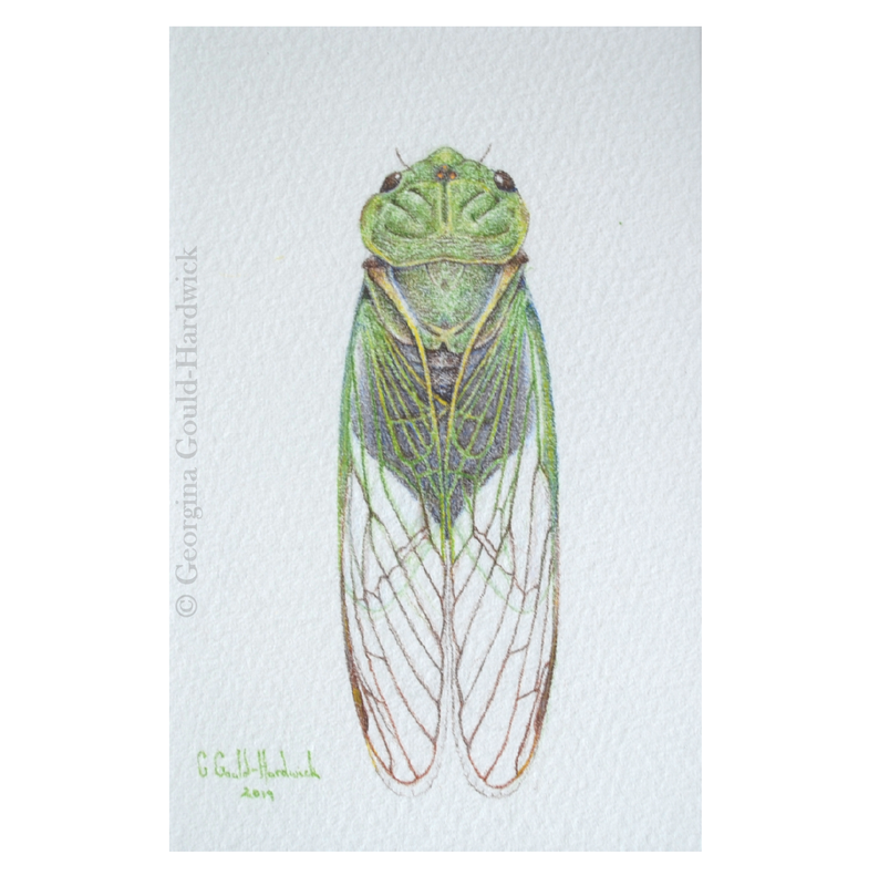 Georgina Gould-Hardwick, 'Cyclochila australasiae (Greengrocer Cicada)', 2019, coloured pencil on paper, 180mm x 137mm.