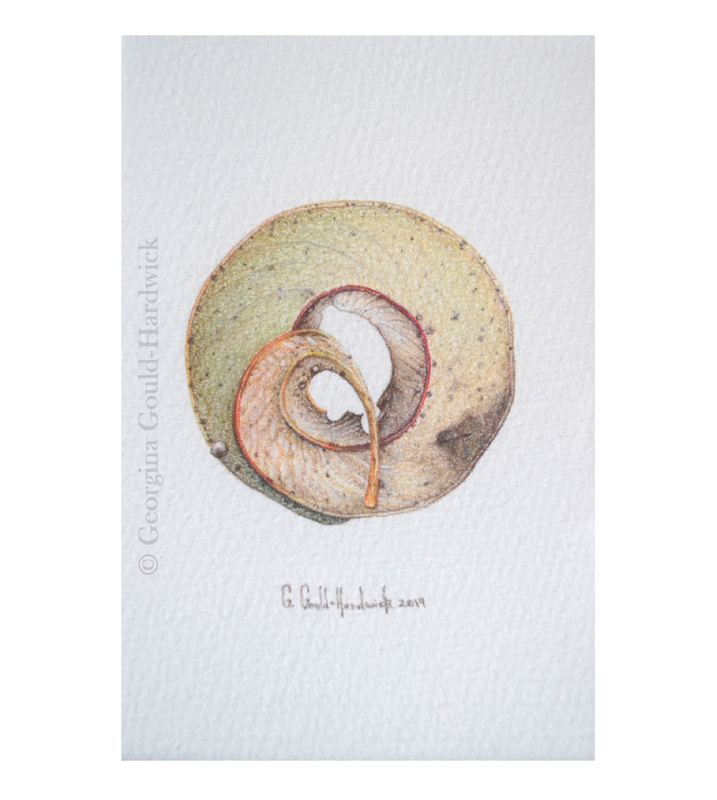 Georgina Gould-Hardwick, 'Circular Leaf (Eucalyptus Species)', 2019, coloured pencil on paper, 180mm x 137mm.