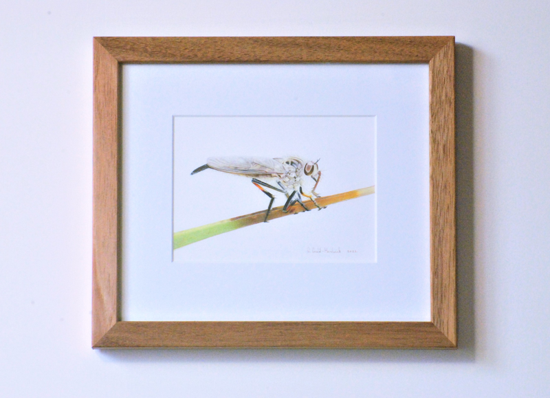 For Sale: G. Gould-Hardwick, Robber Fly (Cerdistus rusticanoides), on Grass Tree frond (Xanthorrhoea australis), 2022, coloured pencil on Fabriano paper. Framed in Australian Blackwood (Acacia melanoxylon).  